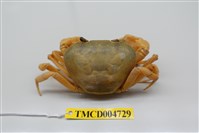 藏品(屏東澤蟹)的圖片